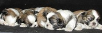 Filhotes de shih tzu
