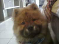 Vendo filhote cachorro chauchau