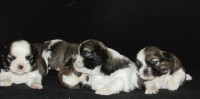 Filhotes de shih tzu