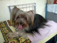 belos filhotes de yorkshaire eh shih tzu