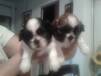 belos filhotes de yorkshaire eh shih tzu