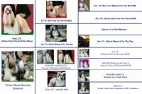 Filhotes de shih tzu