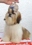 Filhotes de shih tzu