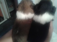 belos filhotes de yorkshaire eh shih tzu