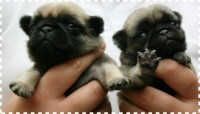 Filhotes de PUG Abricot