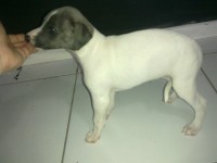 Lindos Filhotes Whippet