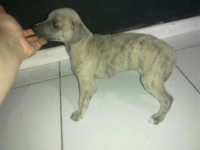 Lindos Filhotes Whippet