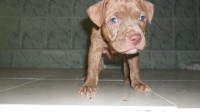 Vende-de filhotes de Pit Bull