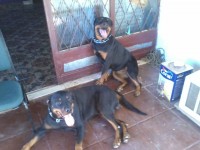 filhotes de rottwailer
