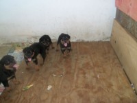 filhotes de rottwailer