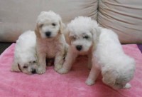 lindos filhotes de poodles