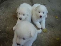 Filhote de akita inu