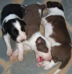 Bernese Mountain filhotes lindos!