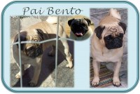 PUG – Lindos filhotes com Pedigree