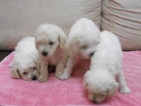 lindos filhotes de poodles