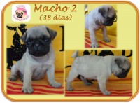 PUG – Lindos filhotes com Pedigree