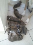Boxer filhotes lindos!