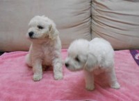 lindos filhotes de poodles