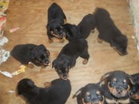 filhotes de rottwailer