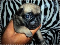 Filhotes de PUG Abricot