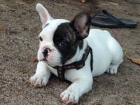 filhote de bulldogue frances macho com 2 meses