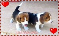 Beagle Escelentes linhagem