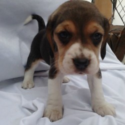 beagle (2)