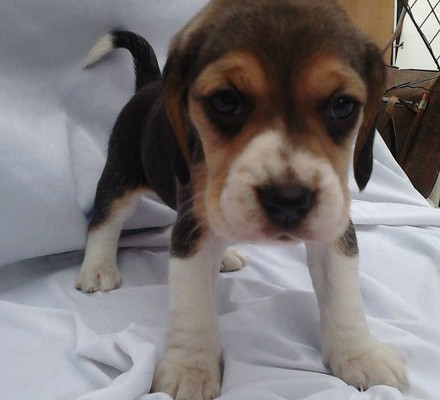 beagle (2)