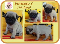 PUG – Lindos filhotes com Pedigree
