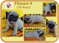 PUG – Lindos filhotes com Pedigree