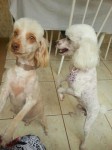 Poodle