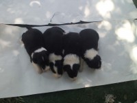 Bernese Mountain filhotes lindos!