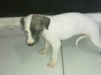 Lindos Filhotes Whippet