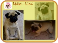 PUG – Lindos filhotes com Pedigree