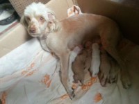 Poodle