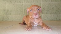 Vende-de filhotes de Pit Bull