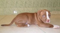 Vende-de filhotes de Pit Bull
