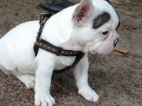 filhote de bulldogue frances macho com 2 meses