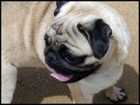 Filhotes de PUG Abricot