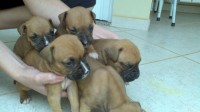 Boxer filhotes lindos!