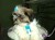 shih tzu01