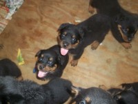 filhotes de rottwailer