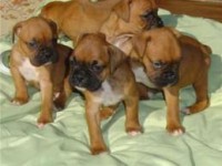 Boxer filhotes lindos!