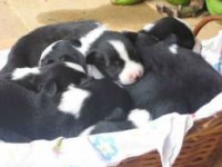 Bernese Mountain filhotes lindos!
