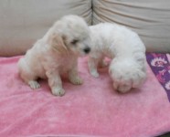 lindos filhotes de poodles