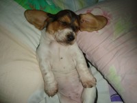 Basset Hound – Lindos filhotes de Basset Hound