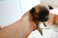 Chihuahua Filhote com pedigree