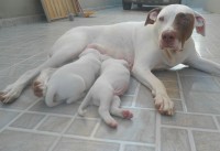 Pit Bull Filhotes Puros – Entrega Imediata