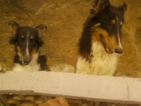 Collie dinamarques – pelo longo
