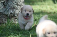 Lindos filhotes de golden retriever